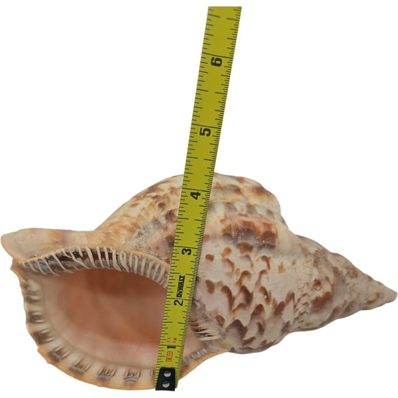 Triton's trumpet shell Charonia tritonis 7.5" - Picture 7 of 7